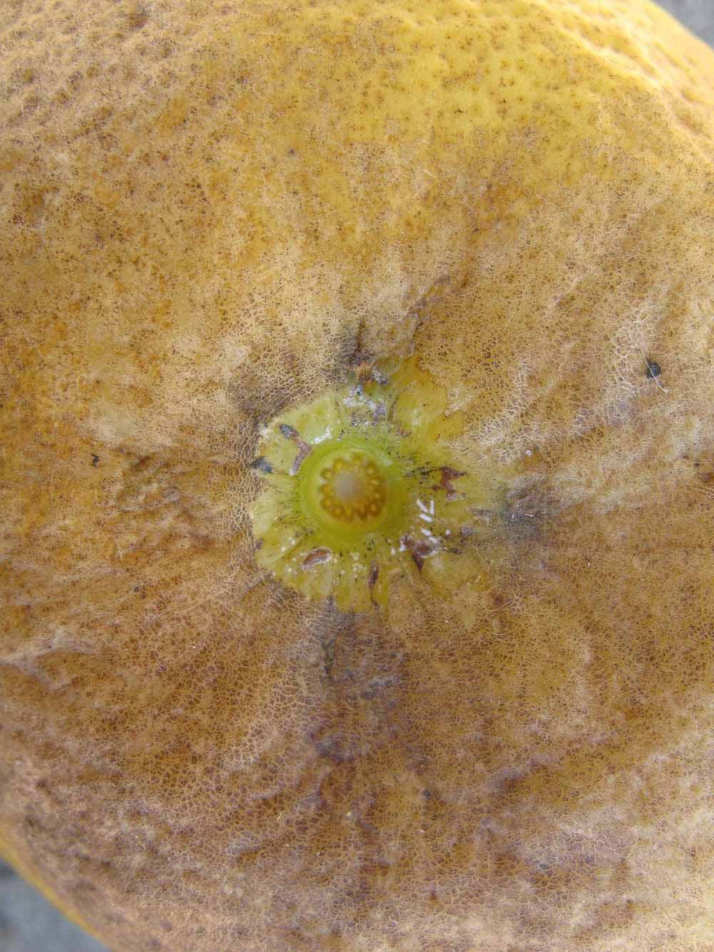              Fruit (Winter Haven, FL)       